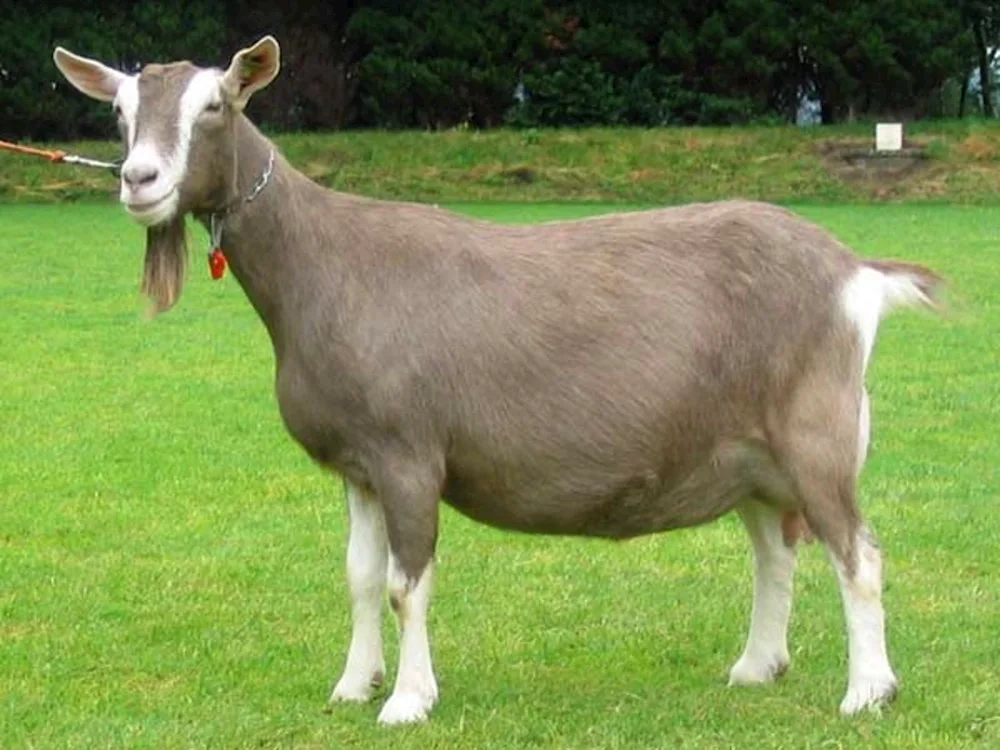 Toggenburg goat breed