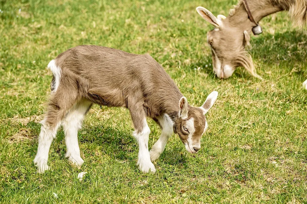 Beautiful goat