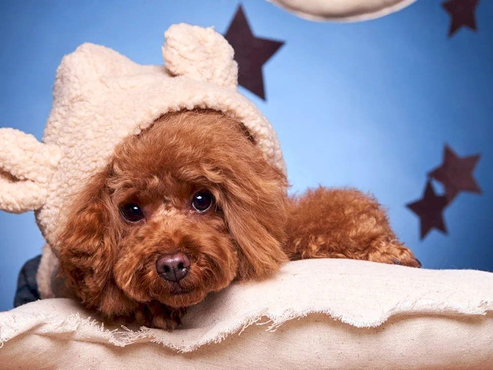 Dwarf poodle dog