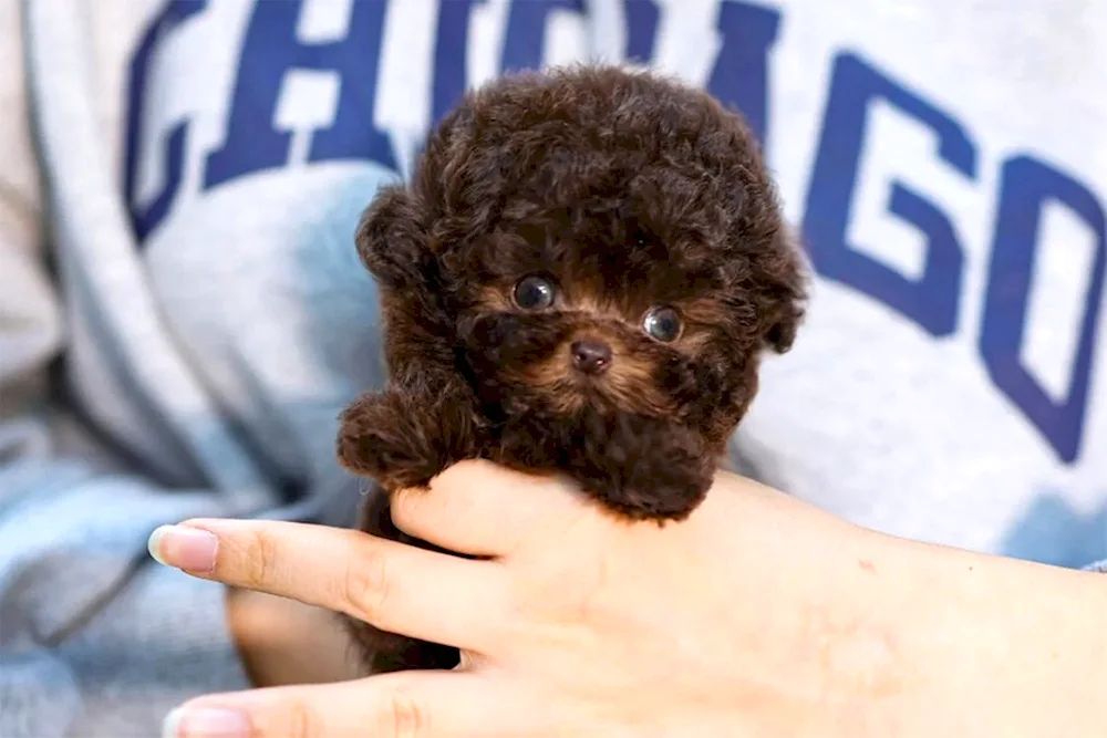 Teddy poodle Maltipoo