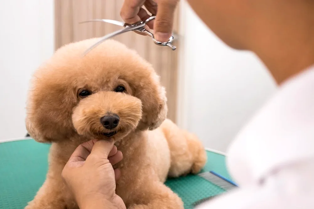 Toy Poodle uncut