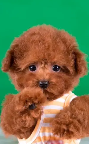 Toy Teddy poodle