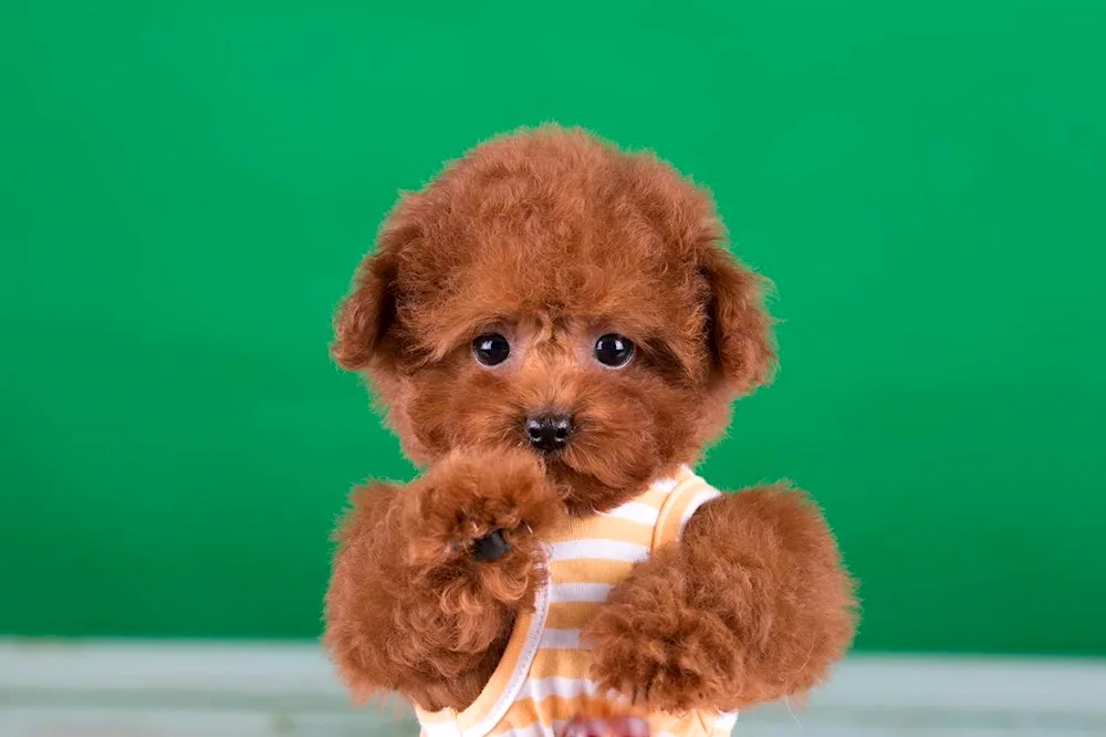 Toy Teddy poodle