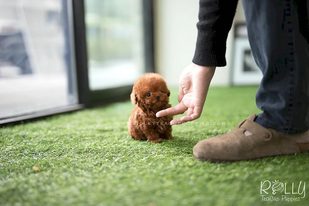 Maltipoo Teddy