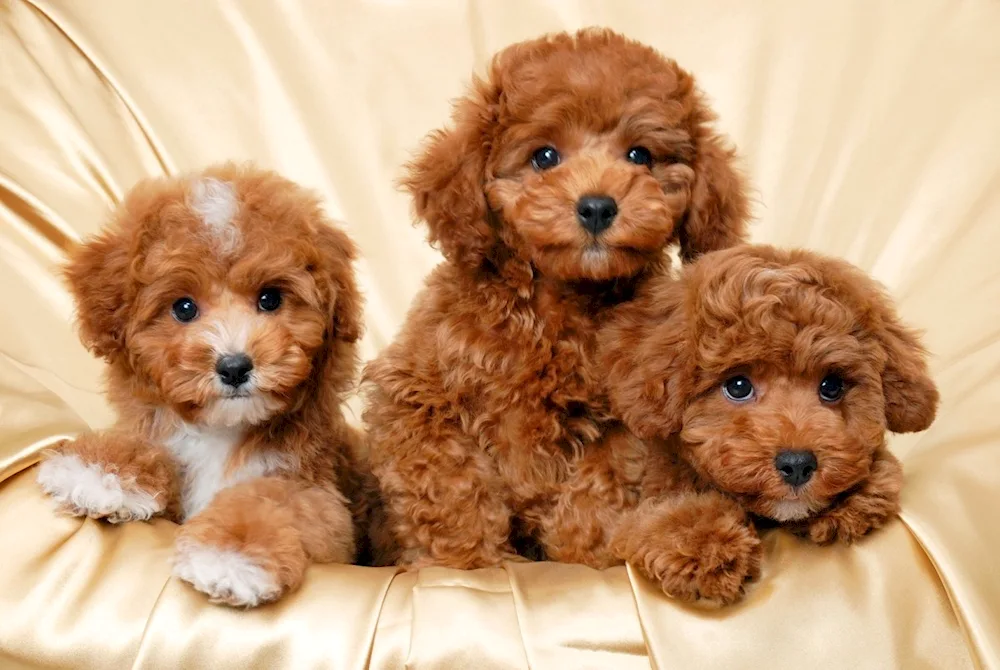 Water spaniel Barbet