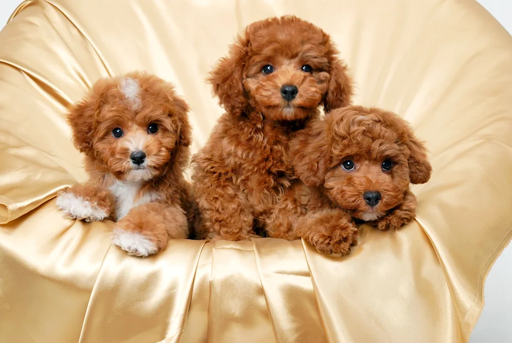 Poodle maltipoo ginger