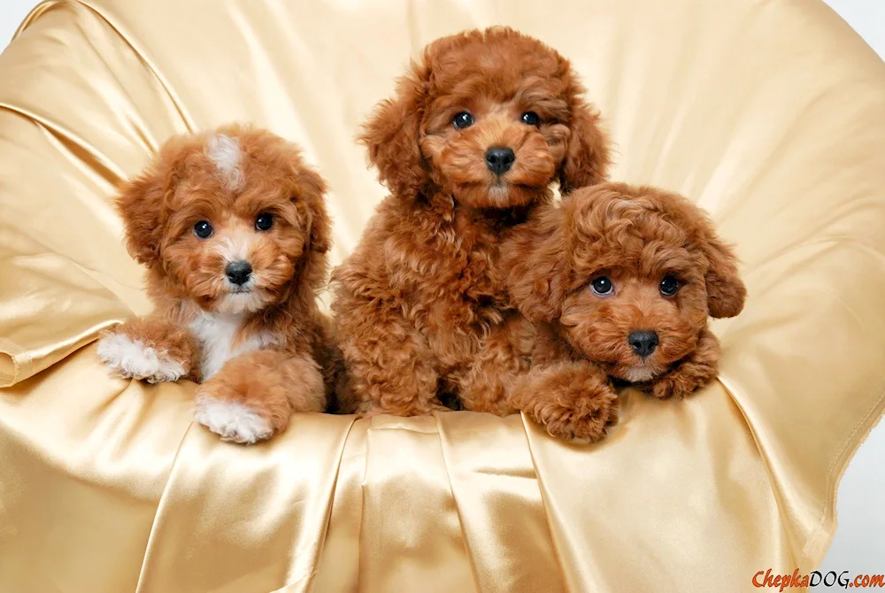 Toy Poodle Golden