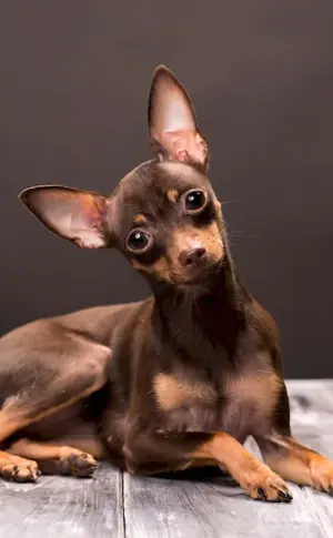 Toy Terrier