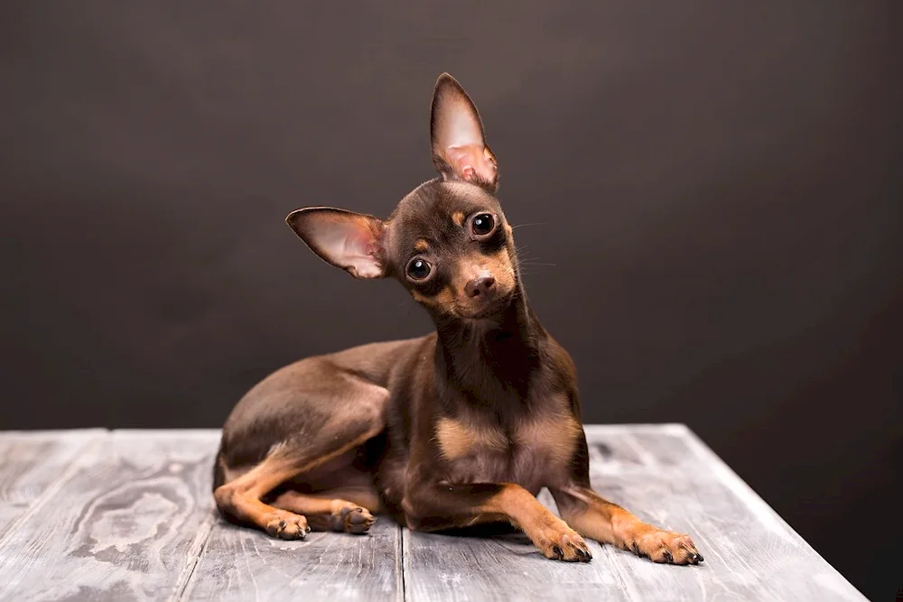 Toy Terrier