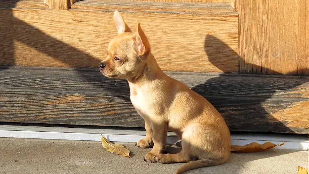 Chihuahua longhaired