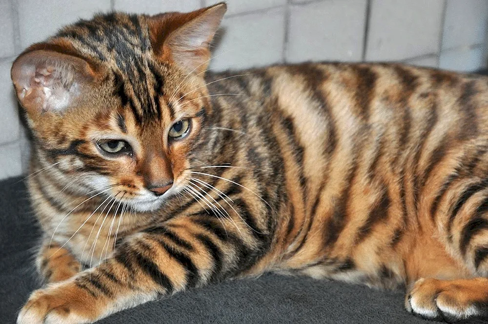 Toyger cat