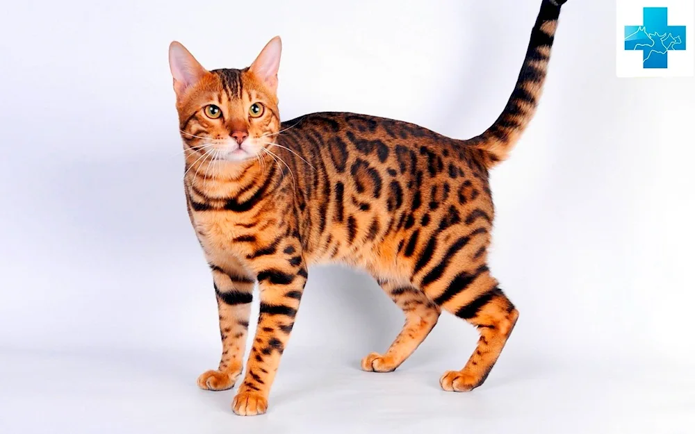 British Brown tabby