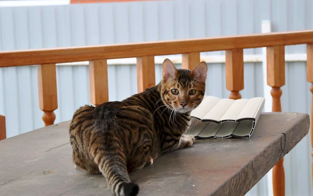 Tabby marble tabby