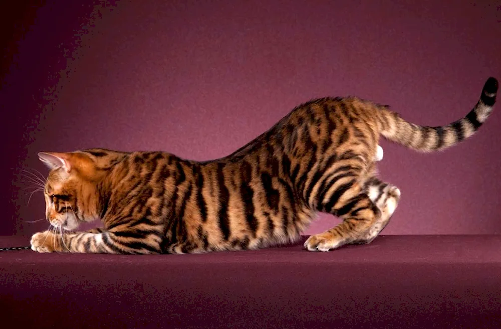 Scottish Straight tabby