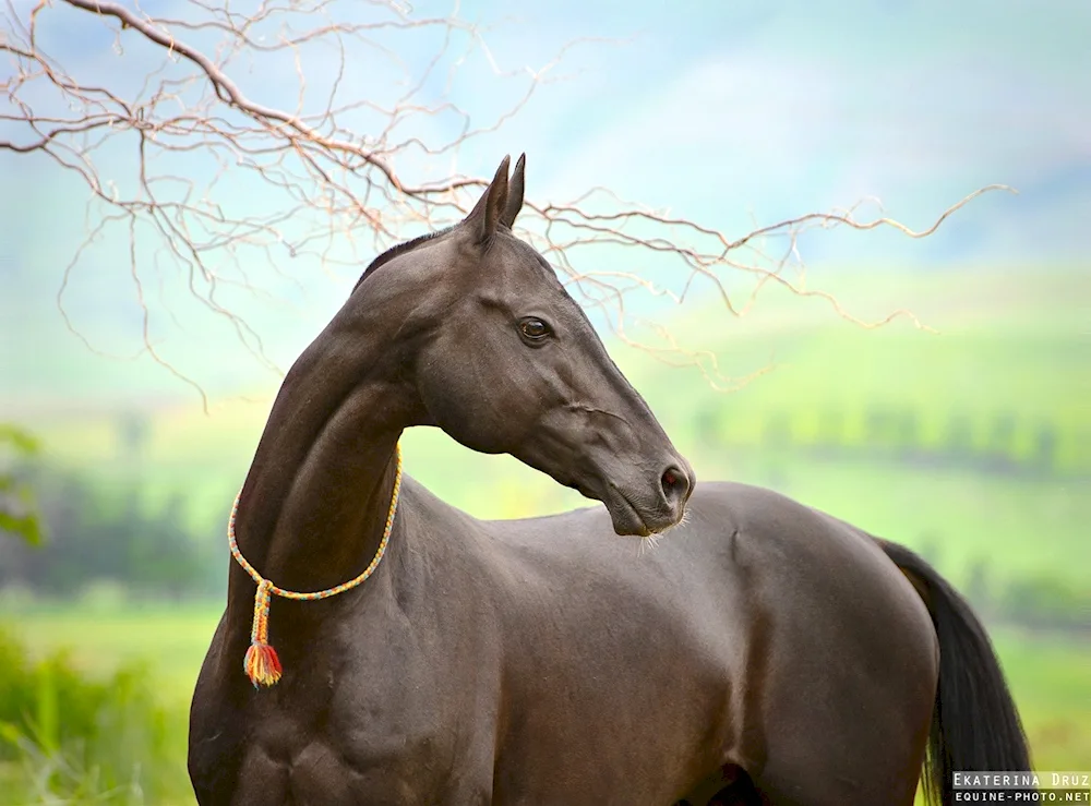 Akhal-Teke horse. horse breed