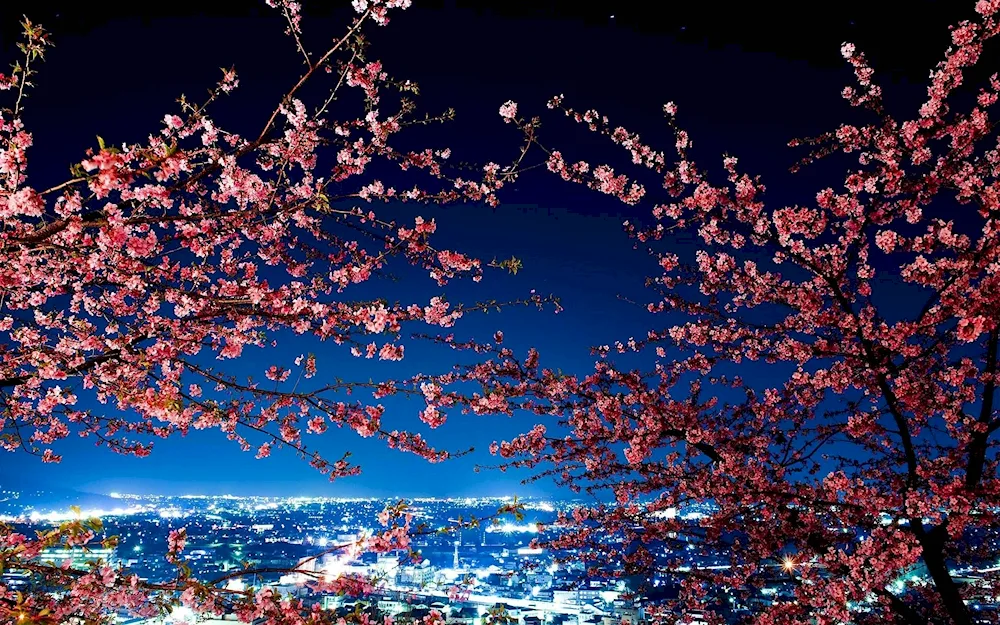 Tokyo Sakura