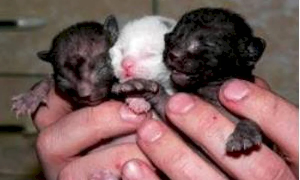 Newborn kittens