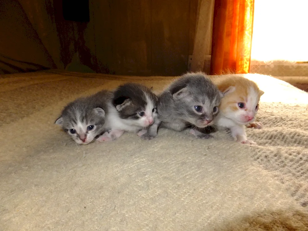 Newborn kittens. kittens