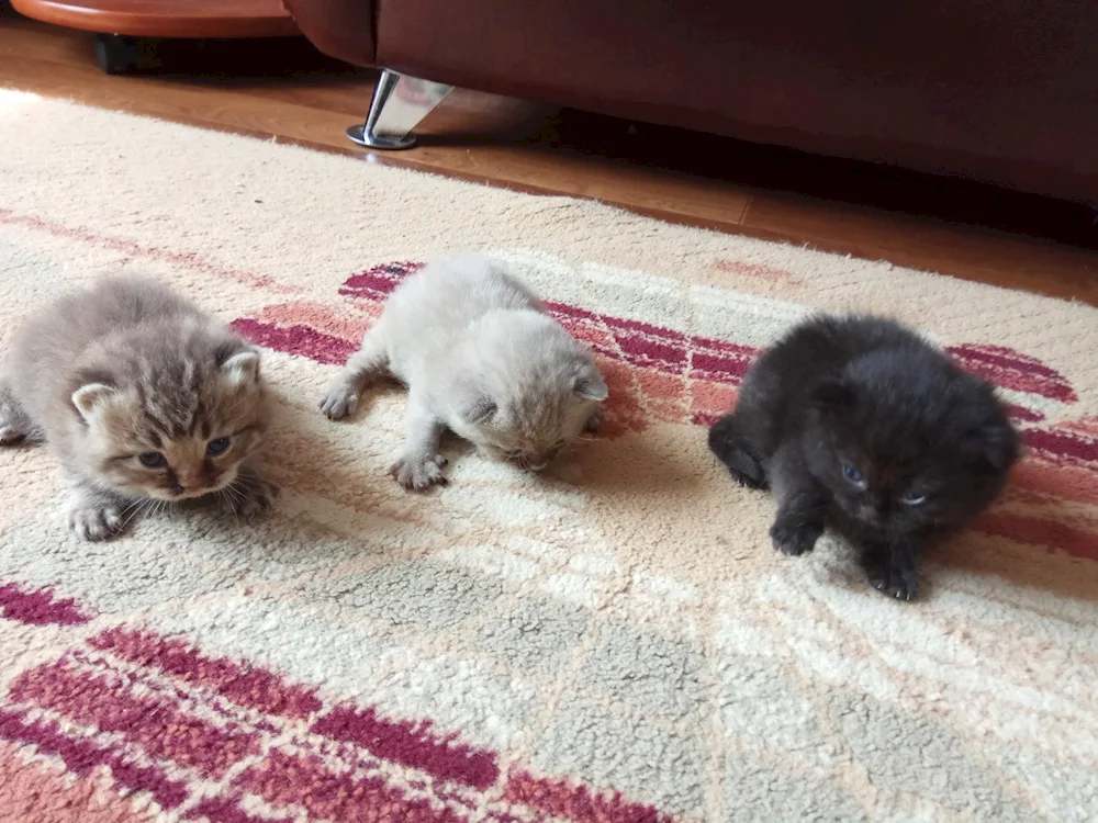 Born kittens