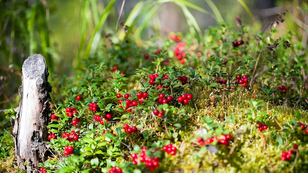 Lingonberries in bloom