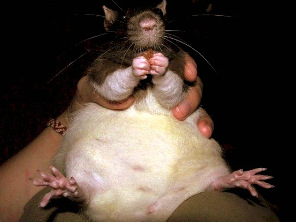 Fat rat