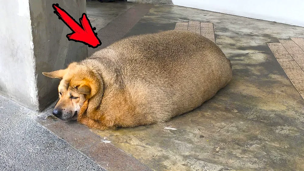 Fat dog