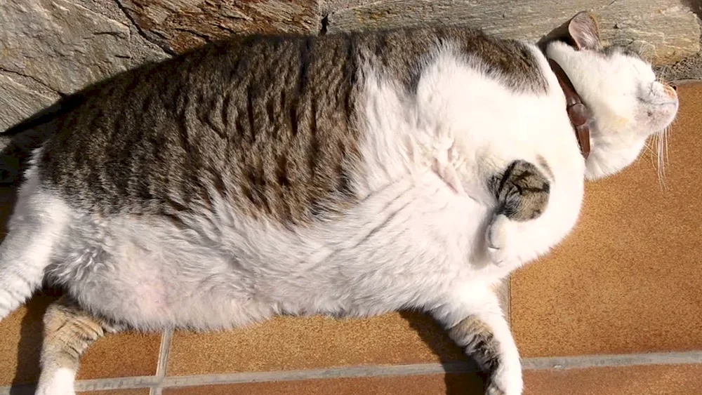 Fattest cat