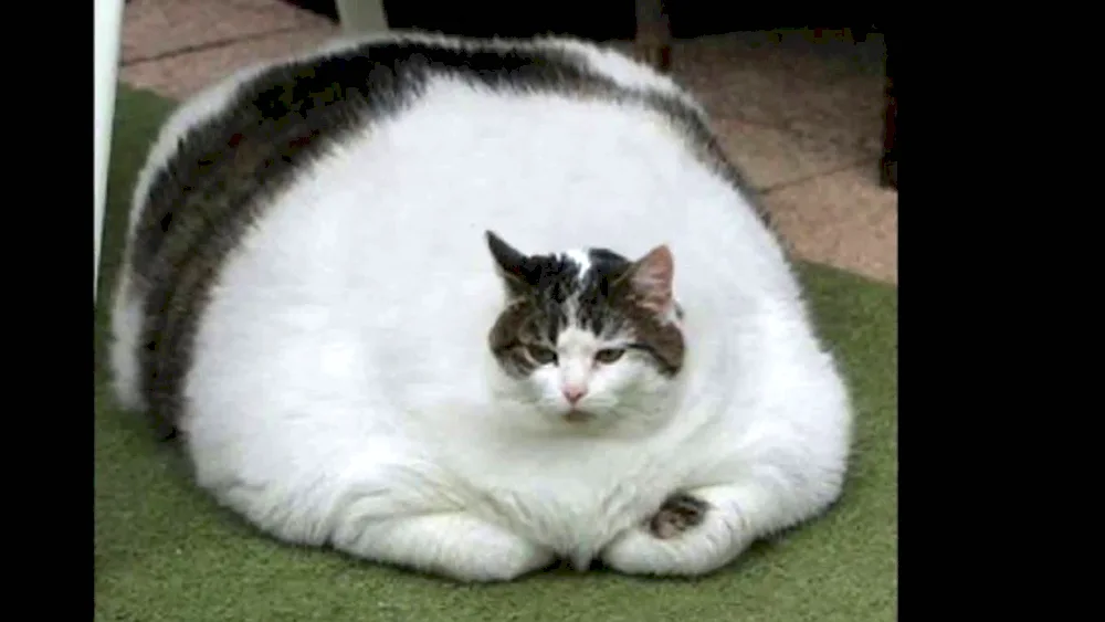 Fat cat