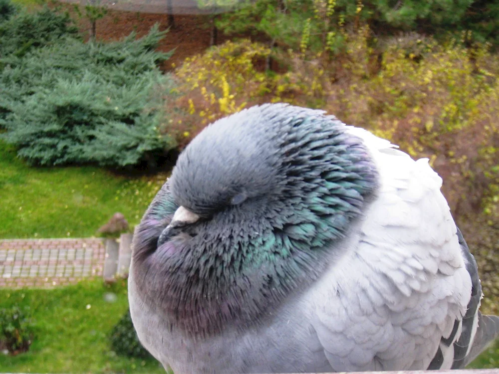 Breeds of pigeons dutchess