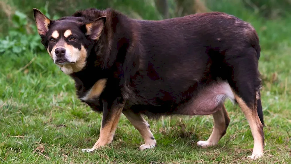 Fat dog