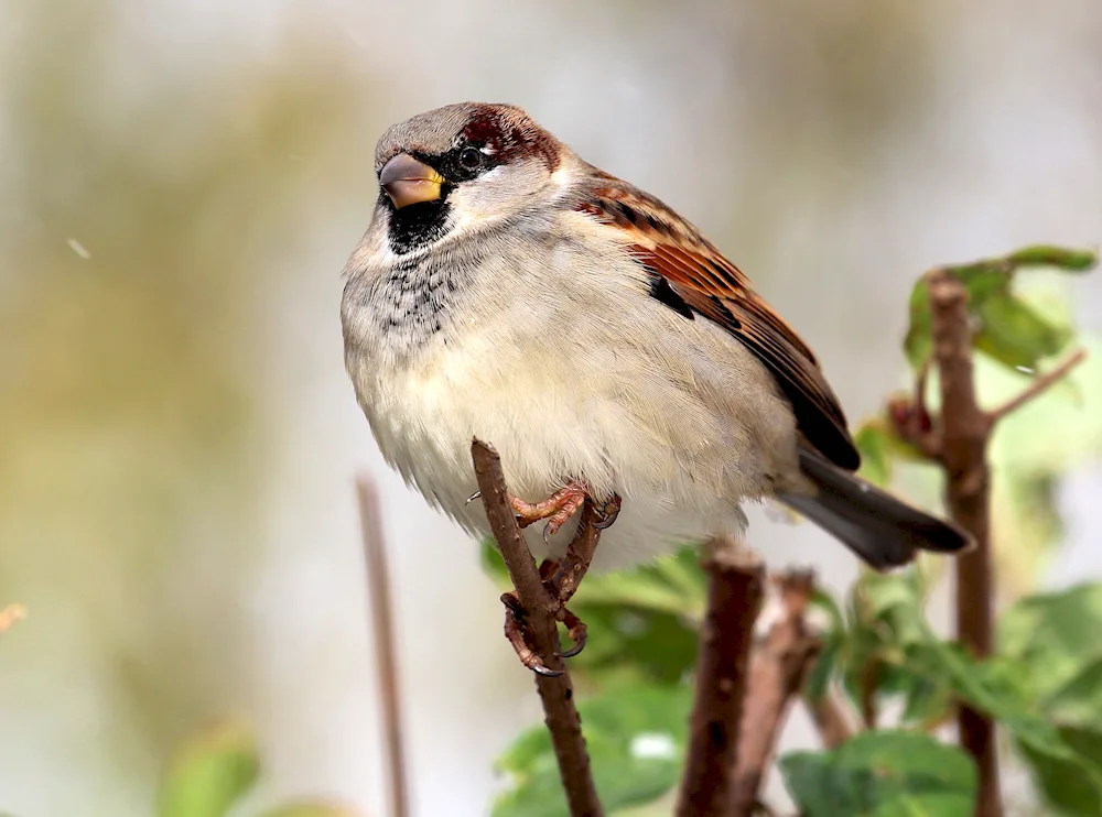 Flat Sparrows