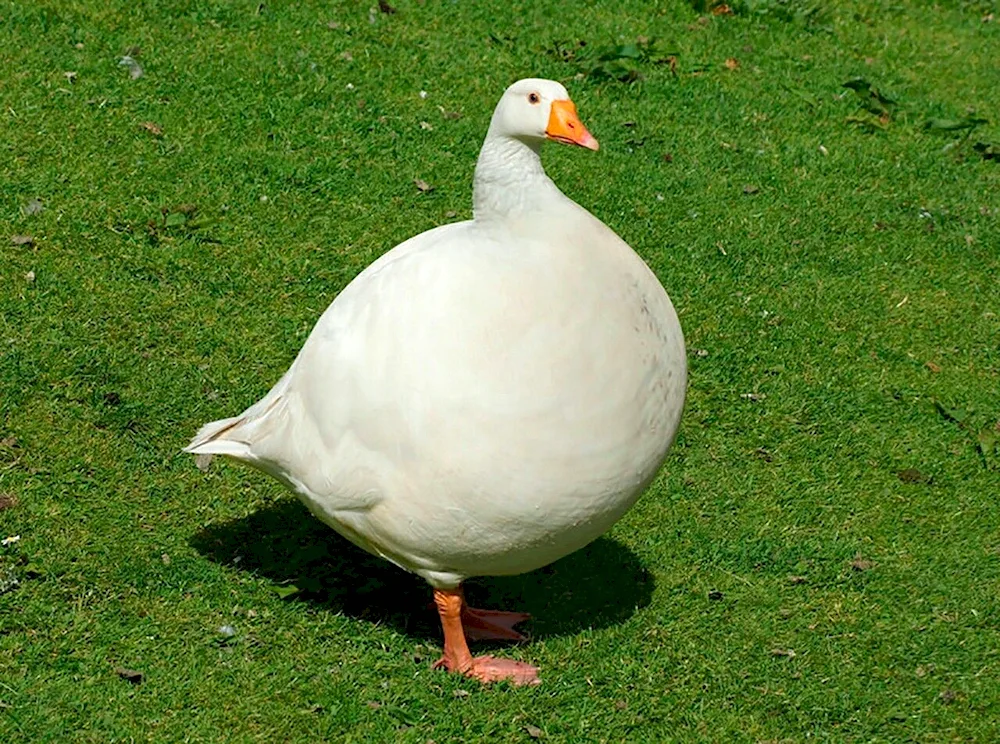 Untitled Goose game Goose with a knife