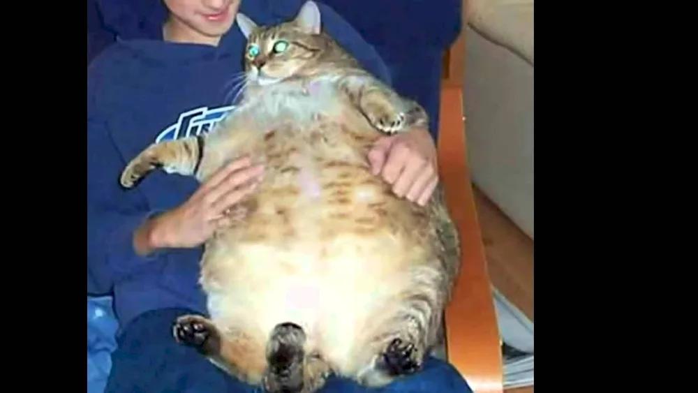 Fat cat