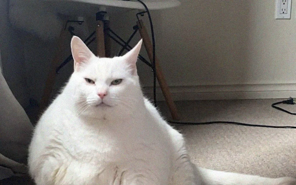 Fat cat