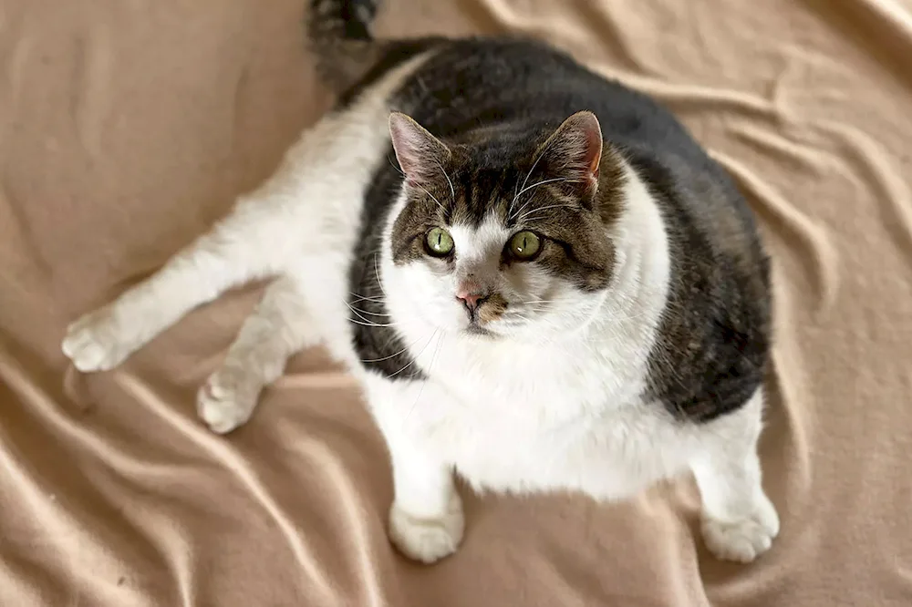 Fat cat