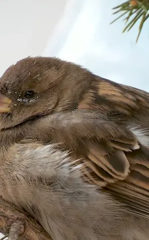 Thick-crowned Sparrow