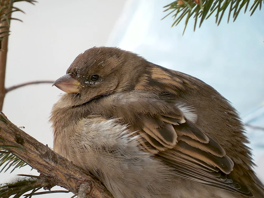 Thick-crowned Sparrow