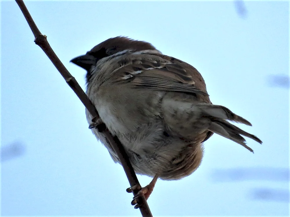 Flat Sparrow