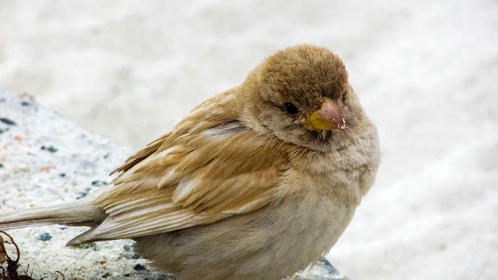 Zonotrichia leucophrys