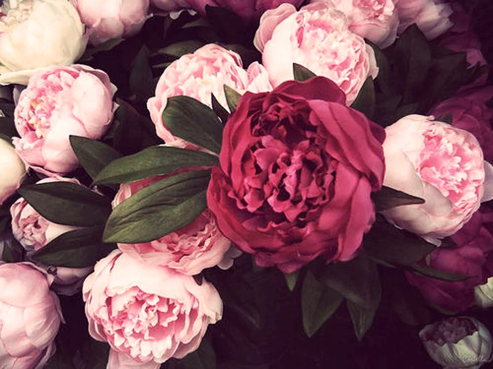 Bordeaux peonies