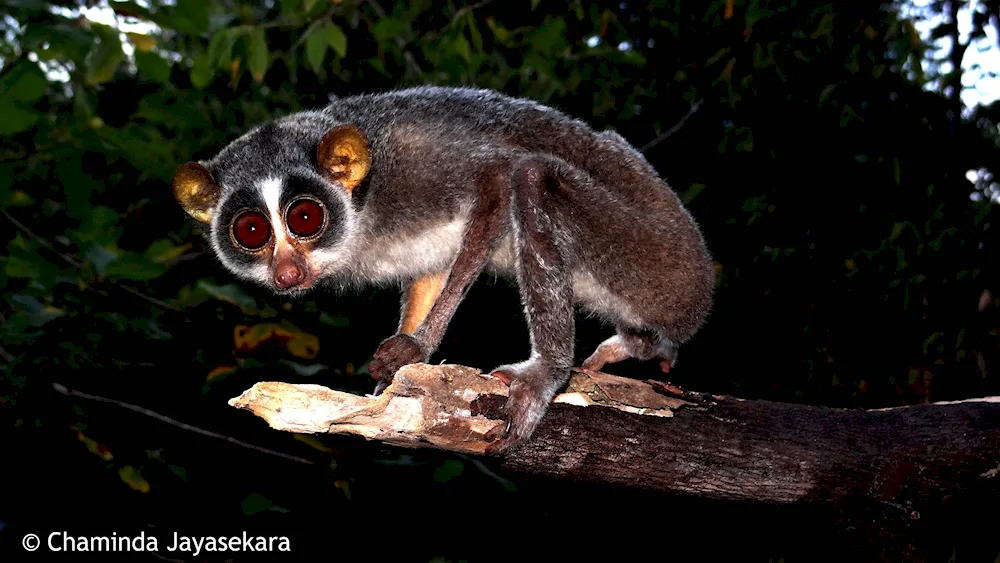 Galago lemur Lory