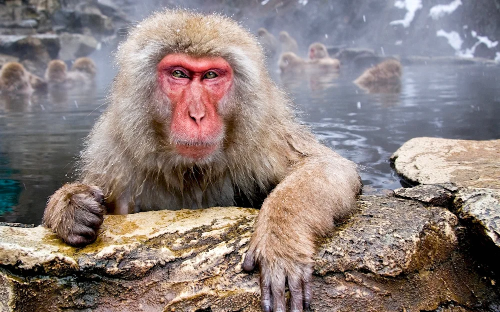 Tonk's macaque monkey