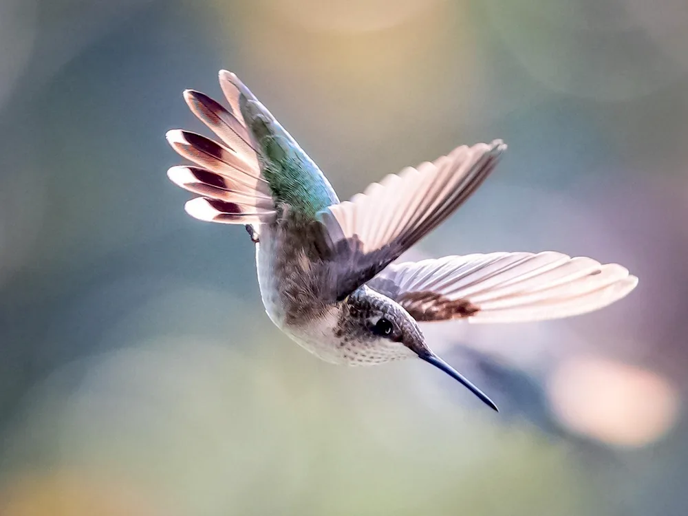 Bird Hummingbird