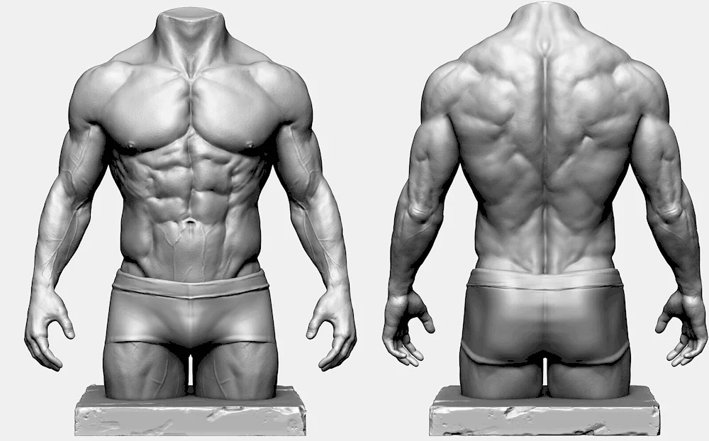 Human anatomy torso reference
