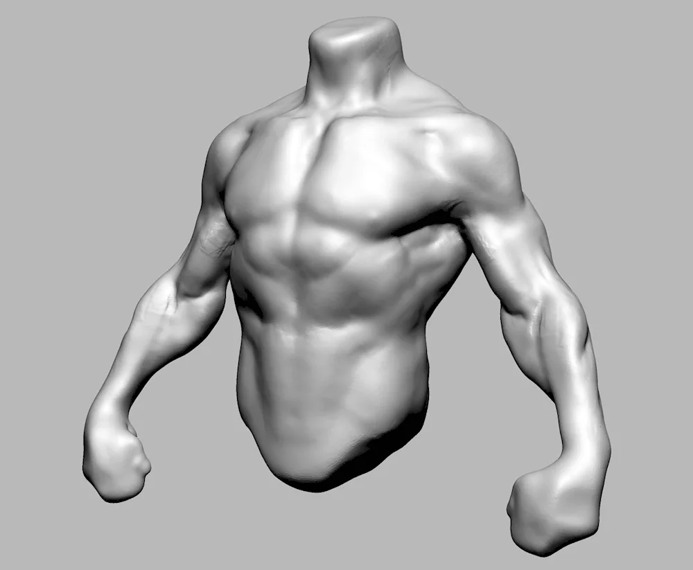 Zibrush torso