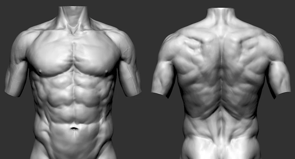 Human anatomy torso reference