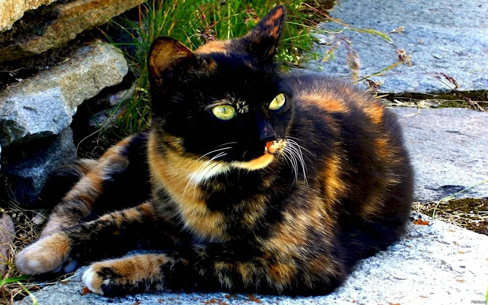 Tortoiseshell Cat breed