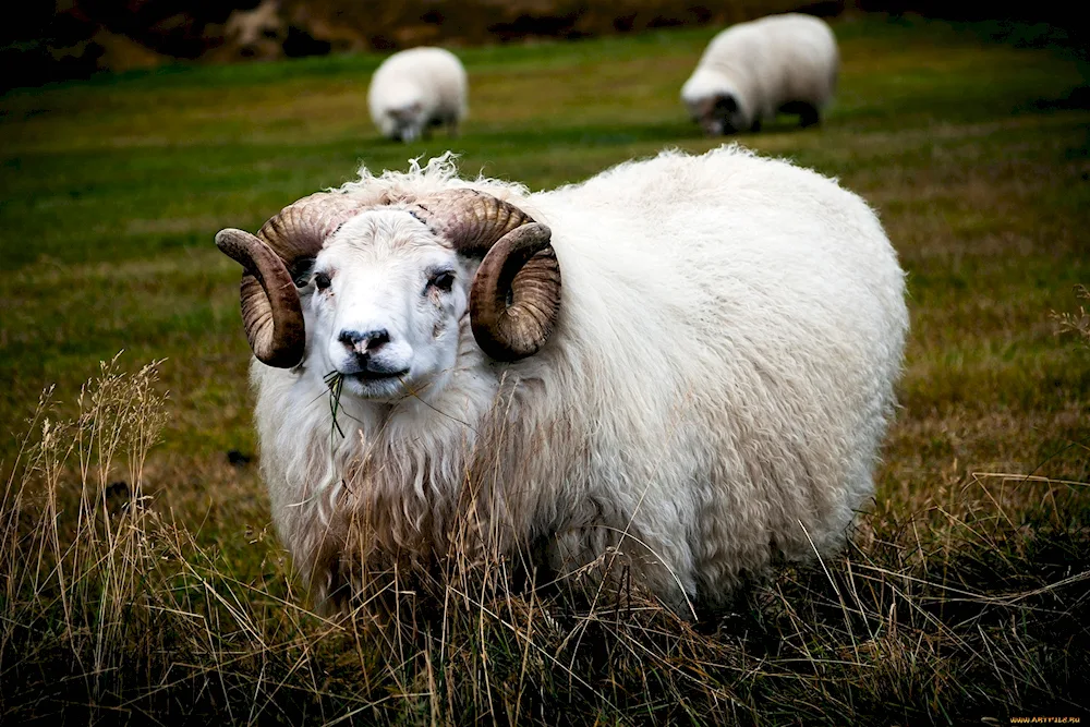 Merino sheep