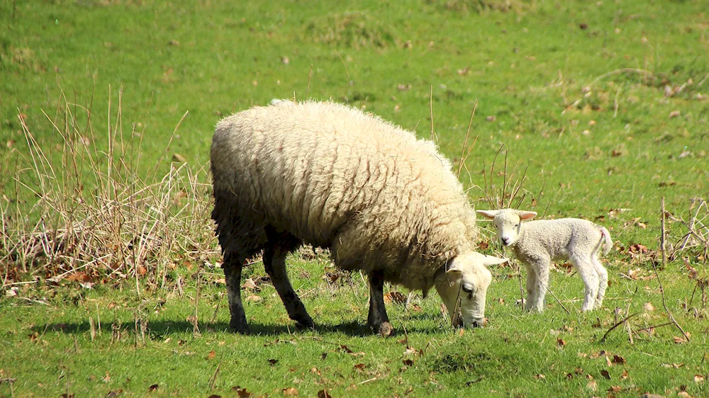 Scotland Gochfeld farm