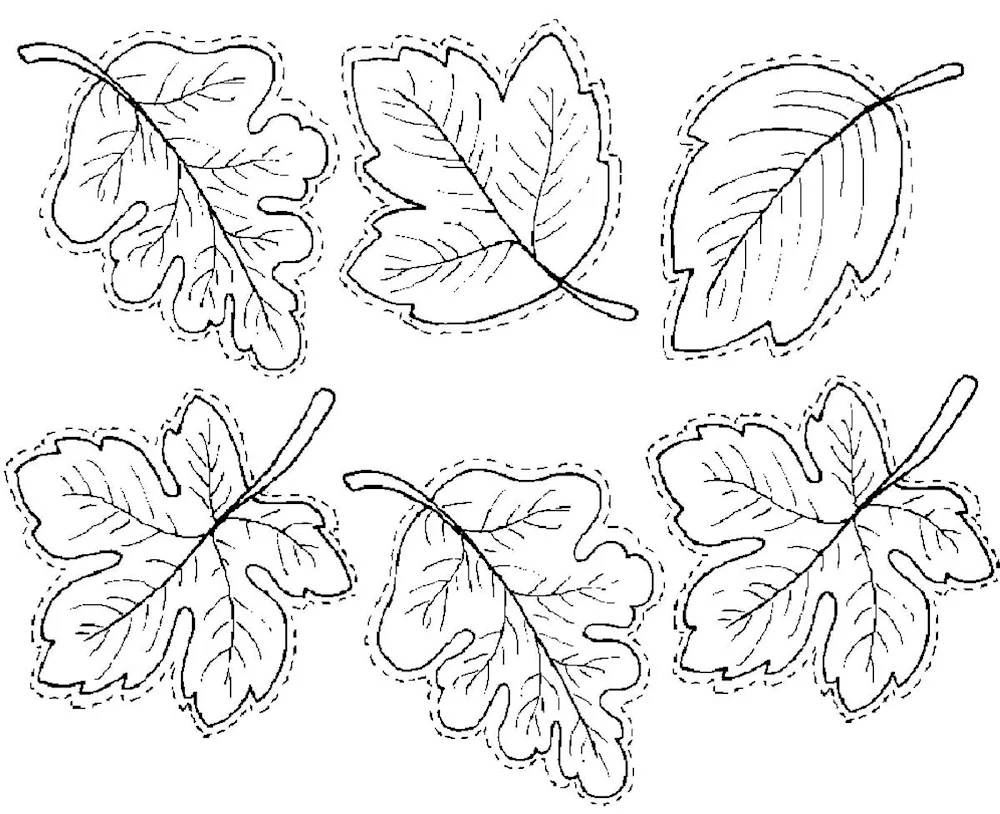 Leaf outline